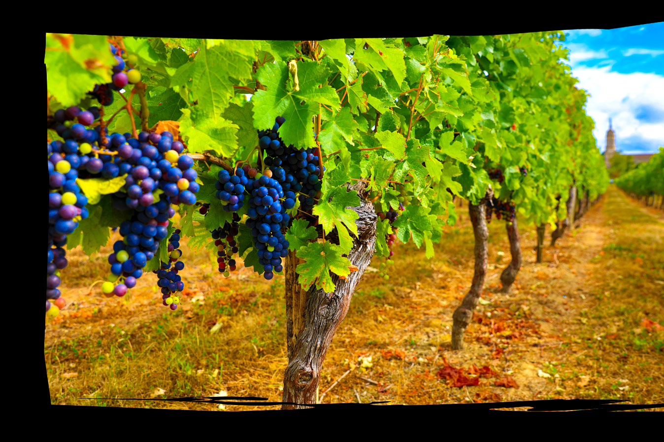 Vineyard in France
